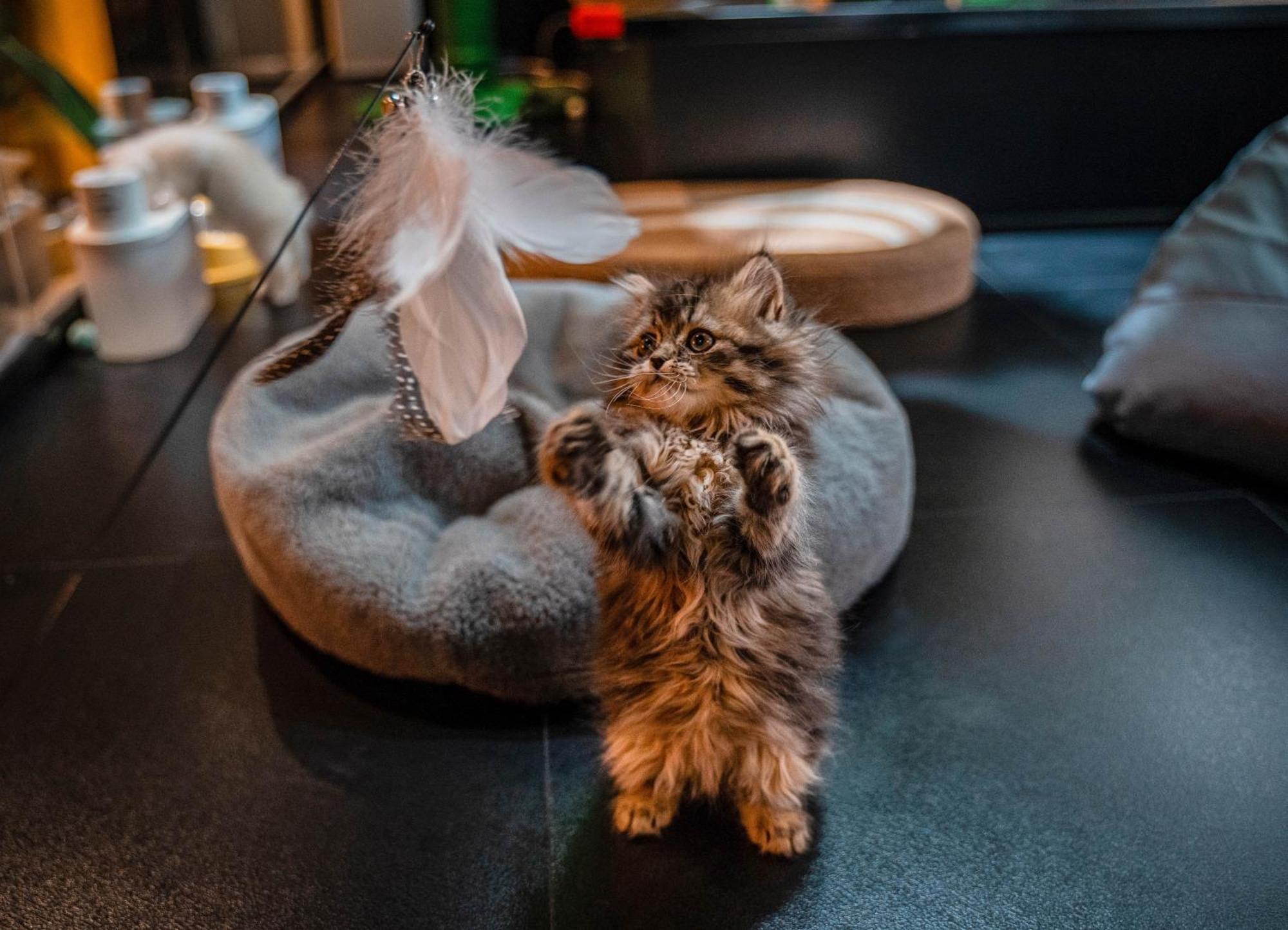 Hesu Designer Hotel & Suites -Near Xi'An Drum Tower And Yongning Gate -Free Laundry Luggage Storage -Kitty Cafe With Freshly Ground Coffee -24H Front Desk -English Service Esterno foto