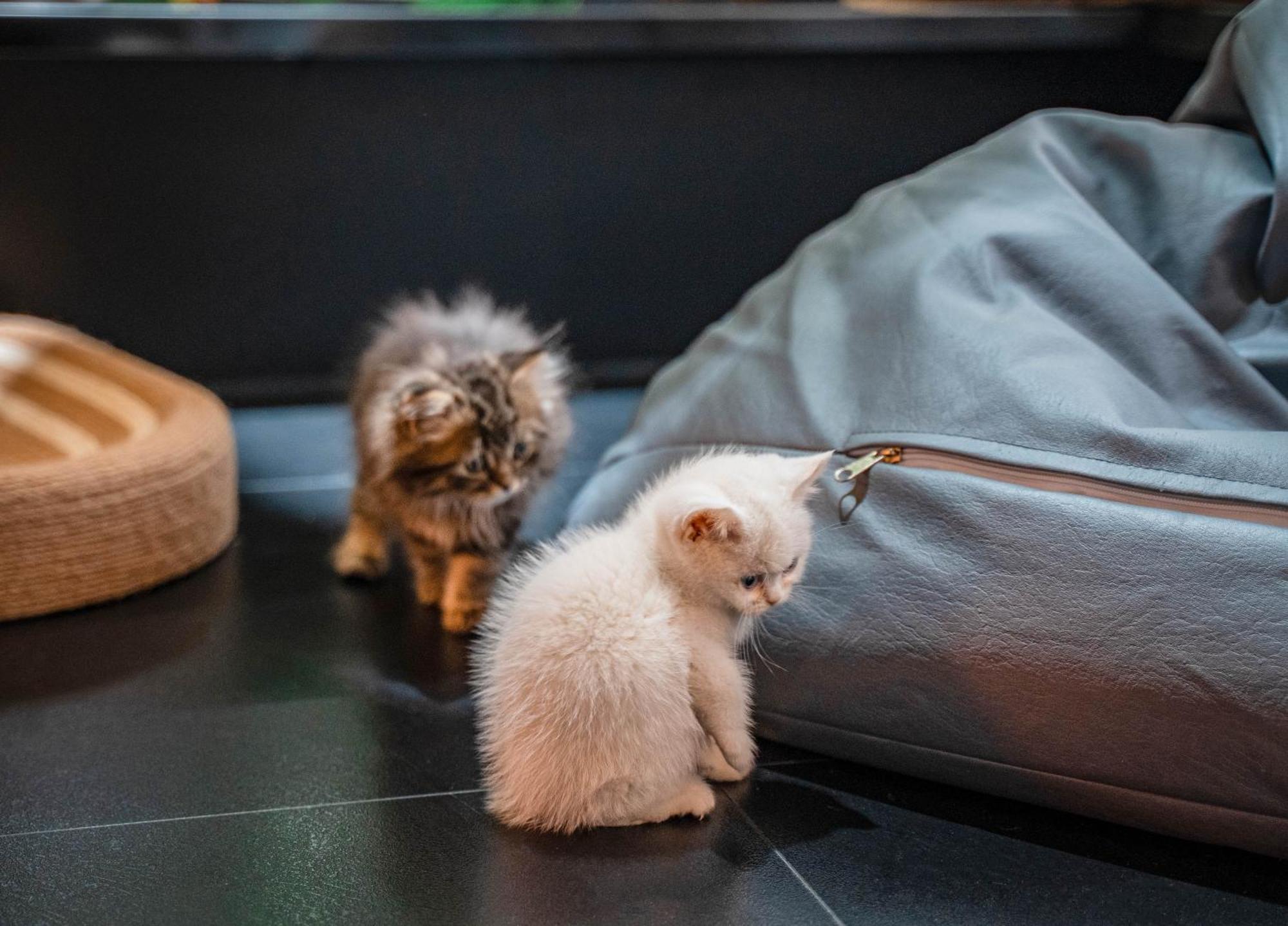 Hesu Designer Hotel & Suites -Near Xi'An Drum Tower And Yongning Gate -Free Laundry Luggage Storage -Kitty Cafe With Freshly Ground Coffee -24H Front Desk -English Service Esterno foto