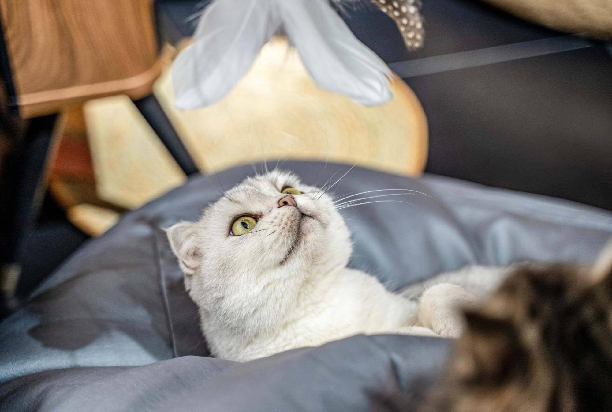 Hesu Designer Hotel & Suites -Near Xi'An Drum Tower And Yongning Gate -Free Laundry Luggage Storage -Kitty Cafe With Freshly Ground Coffee -24H Front Desk -English Service Esterno foto